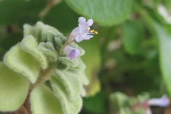 怎样才能让碰碰香开花?