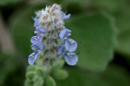 碰碰香开花养护方法