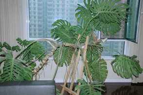 龟背竹盆景的造型方法