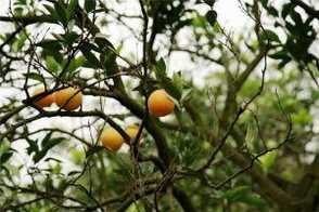 柑橘的功效和作用