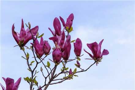 紫玉兰的花期与花语