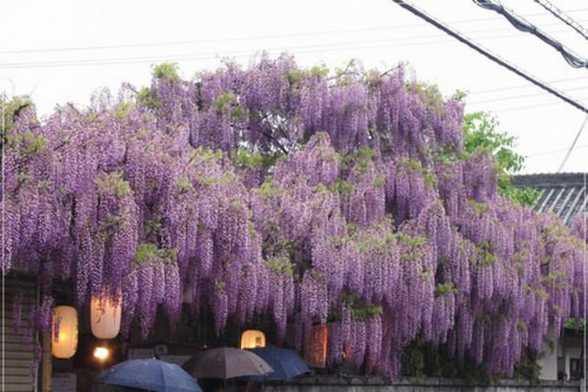 紫藤的花语和传说