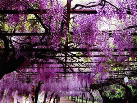 紫藤的花的花语