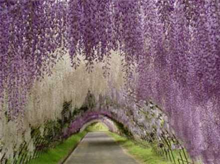 紫藤的花的传说