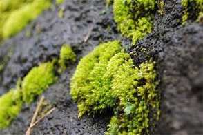 苔藓植物有什么作用