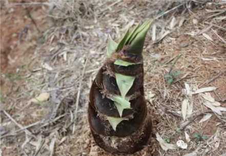 含氰化物的植物