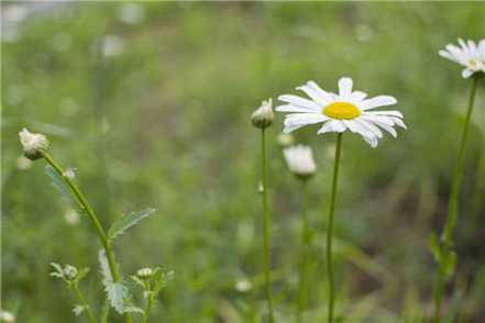 雏菊