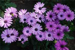 紫色的花有什么寓意