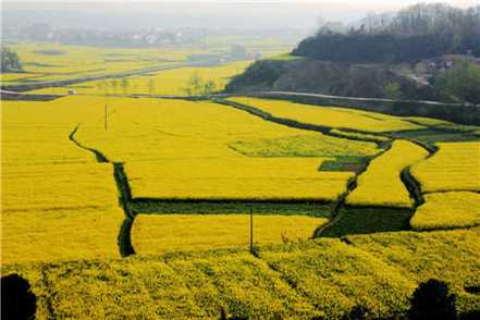 油菜花