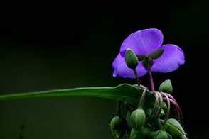 紫露草的价值