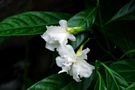 狗牙花的欣赏价值