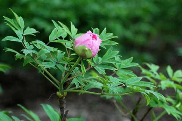 牡丹花的花语是什么