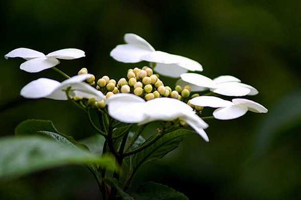 琼花的花语及传说