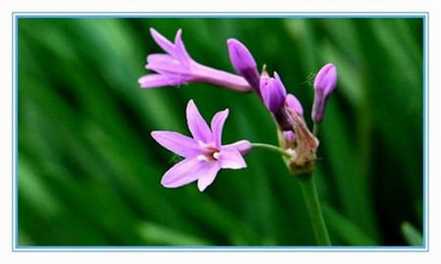 紫娇花的主要价值