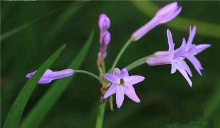 紫娇花的主要价值