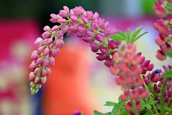 鲁冰花的花语