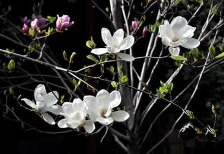 木兰花开枝头