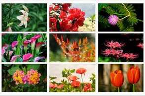 哪些花有毒你知道吗？