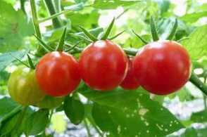 西红柿竟然还能治病？太神奇了！