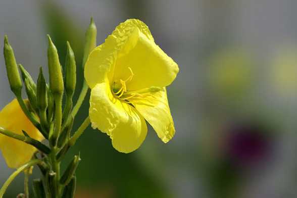 夜来香花香有毒吗