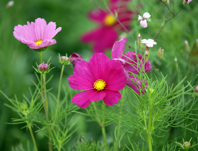 波斯菊