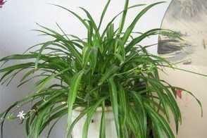 7款“吸毒”植物，室内的天然空气净化器
