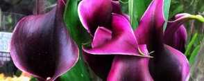 紫色马蹄莲怎么养