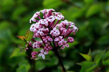 丁香花