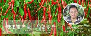 辣椒亩产量一般多少斤