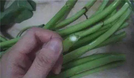 菜茎