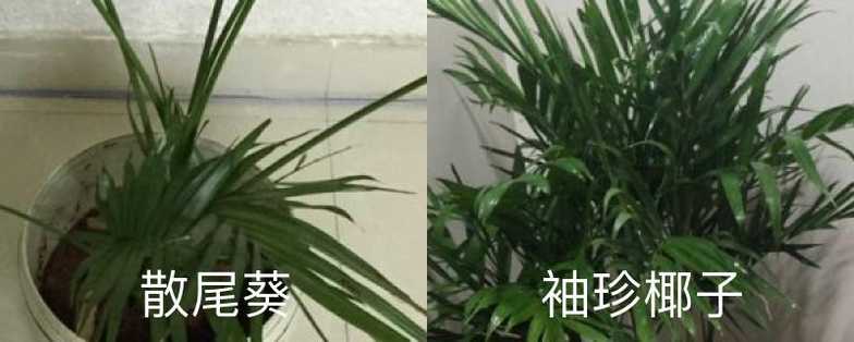 散尾葵和袖珍椰子的区别，哪个好养