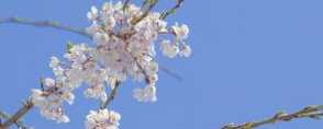 中国樱花开花时间，和日本樱花有什么区别