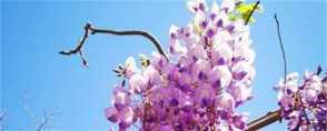 紫藤的花语和寓意，有什么传说故事