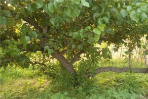 桑树的病虫害及其防治