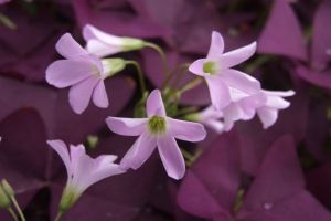 紫叶酢浆草的常见虫害及其防治