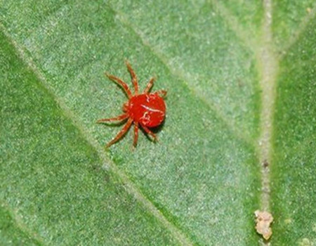 箭羽竹芋的红蜘蛛