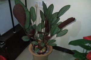 箭羽竹芋的虫害及其防治方法