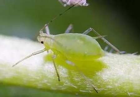 蚜虫防治方法