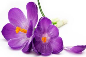 紫番红花的病虫害防治