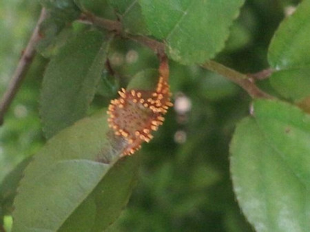 雀梅的常见虫害的防治
