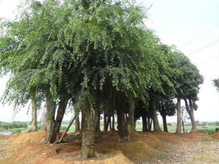 榆树的主要虫害