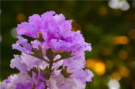 紫薇花的斑蚜虫害