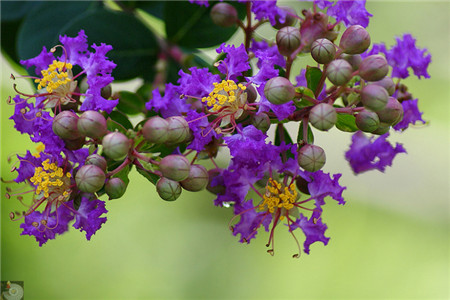紫薇花的绒介虫害