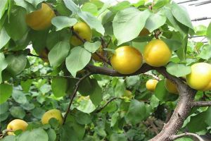 杏树的病虫害及其防治