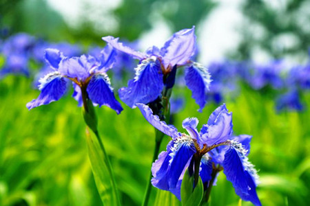 蝴蝶花烂根怎么办