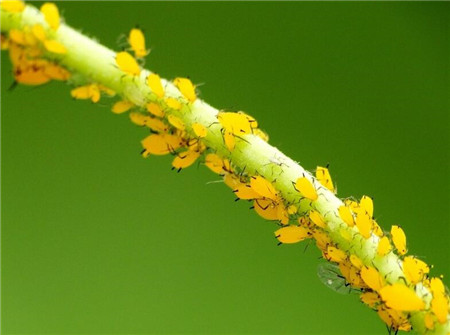 紫娇花常见虫害及防治方法