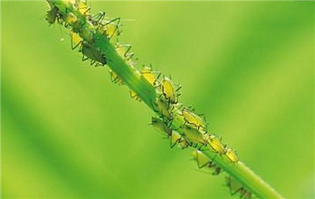 飞燕草常见虫害：蚜虫