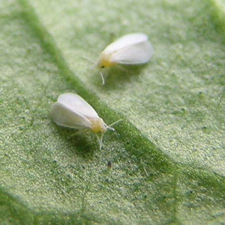 琉璃殿常见虫害：粉虱