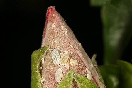 玉露常见虫害：介壳虫