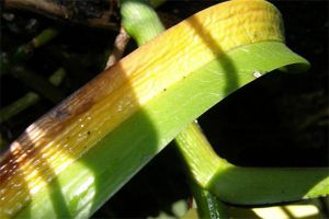 斑舌兰的常见病虫害及防治方法